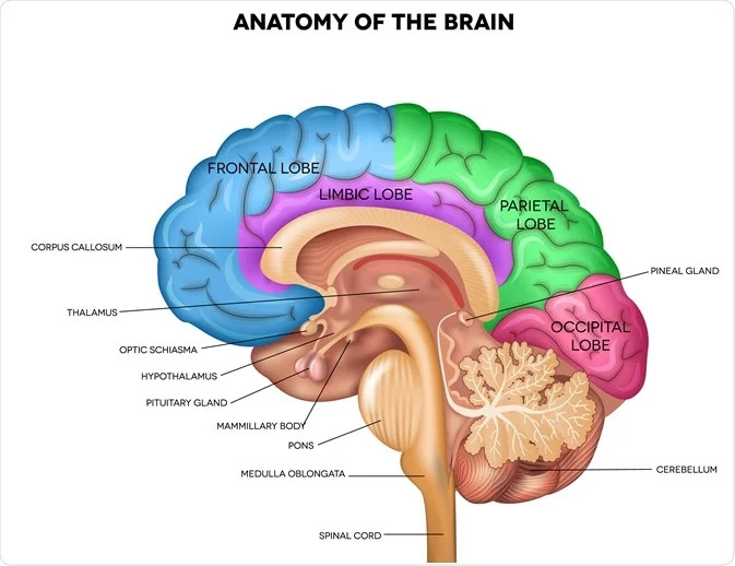 Top 10 Unknown and Amazing Facts About the Brain: Unlocking the Mysteries