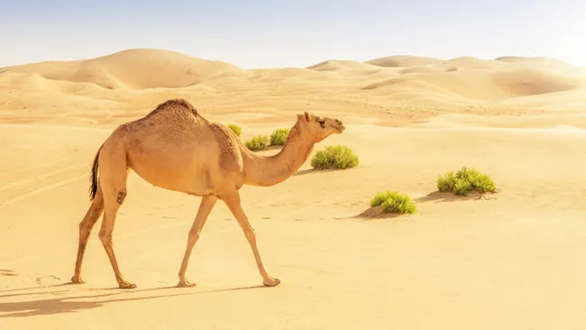 Top 30 Amazing Facts About Camels: The Desert’s Remarkable Survivors