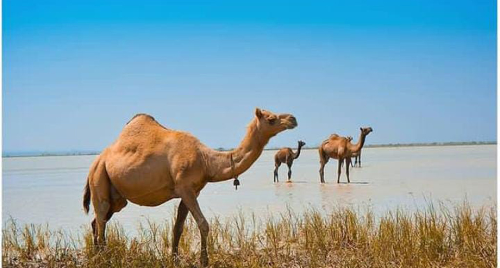 Top 30 Amazing Facts About Camels: The Desert’s Remarkable Survivors