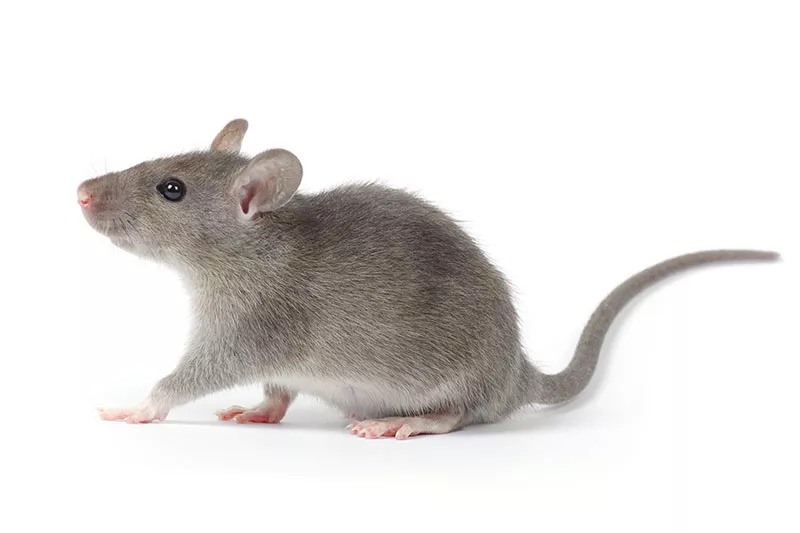 Top 30 Amazing and Interesting Facts About Mice