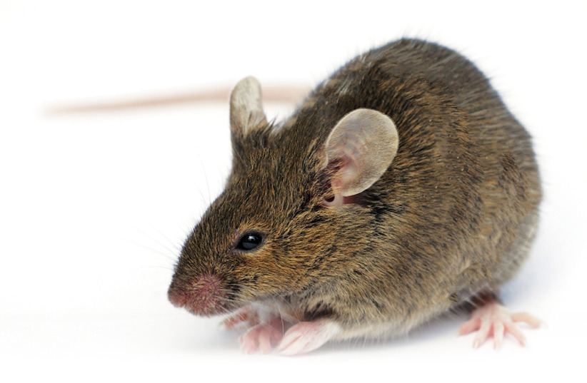 Top 30 Amazing and Interesting Facts About Mice