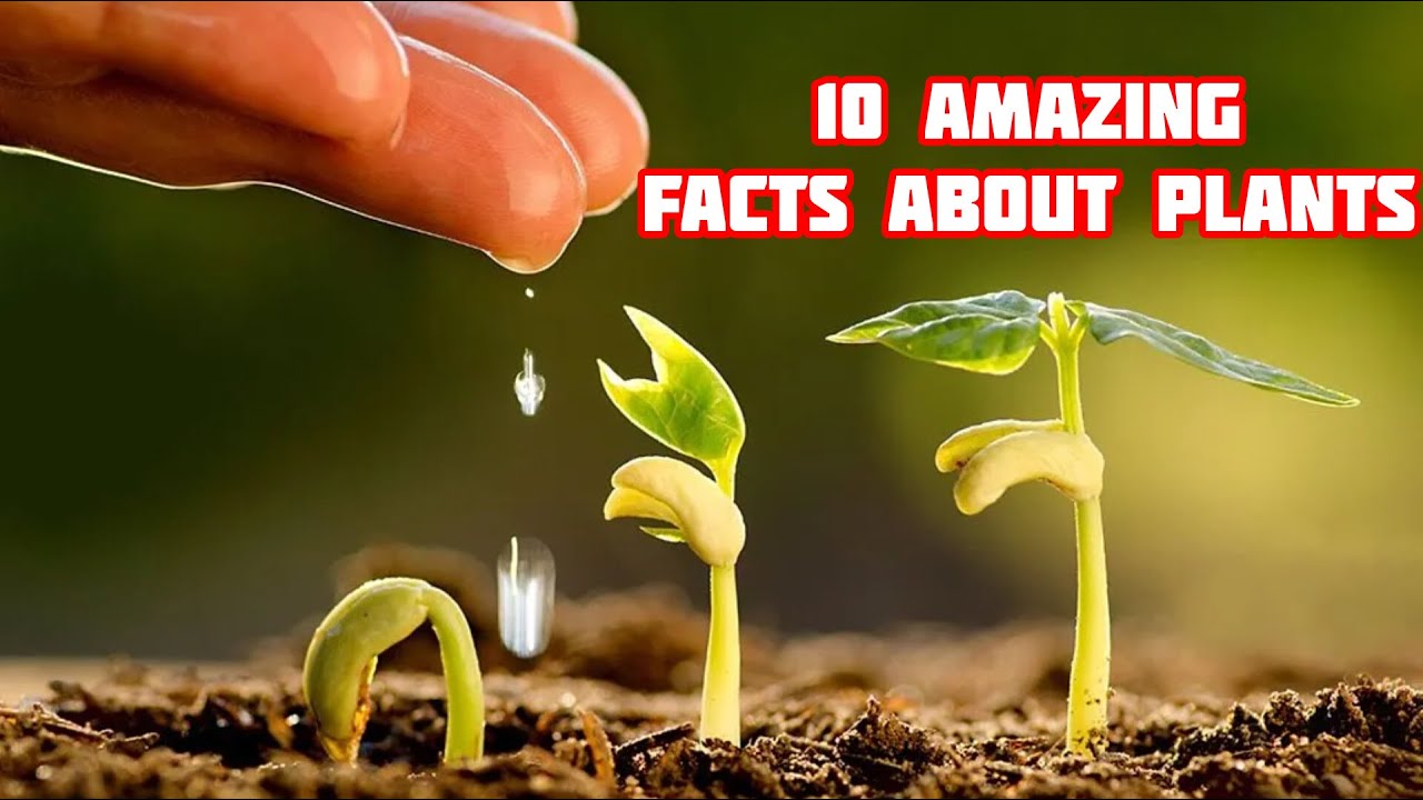 Top 10 Amazing Facts About Plants