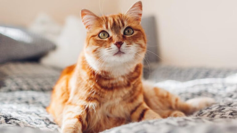 Top 50 Interesting Facts About Cats: Fascinating Feline Companions