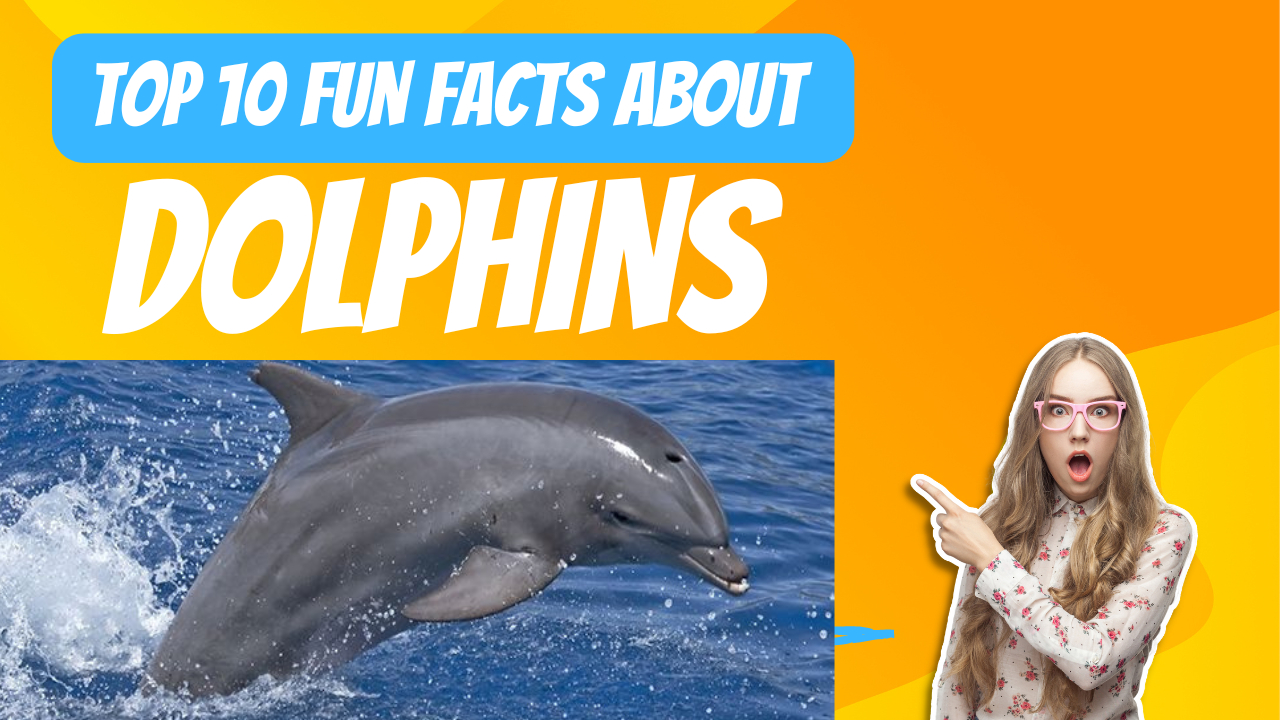 Top 10 Fun Facts about Dolphins for Kids